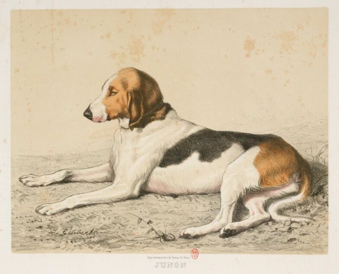 Junon par J. Gélibert - Tiré de l'Exposition du Bois de Boulogne (1863) - Journal des chasseurs
